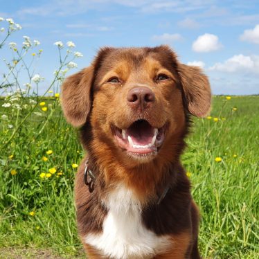 Website hondentraining Kim Knapper