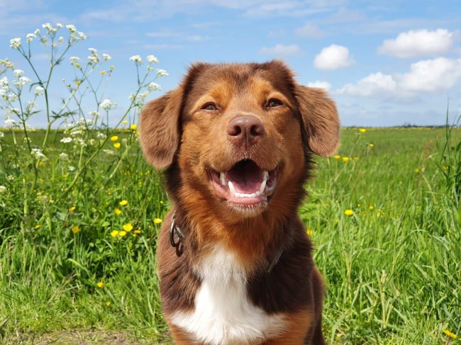 Website hondentraining Kim Knapper